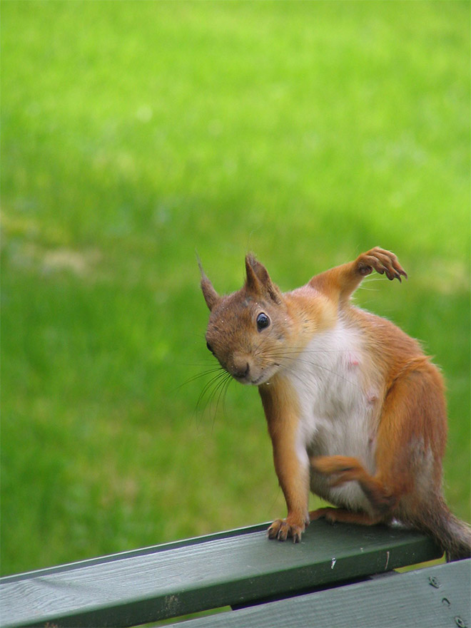 Superhero squirrel landing pose.