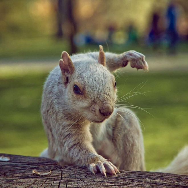 Superhero squirrel landing pose.