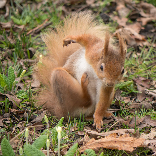 Superhero squirrel landing pose.