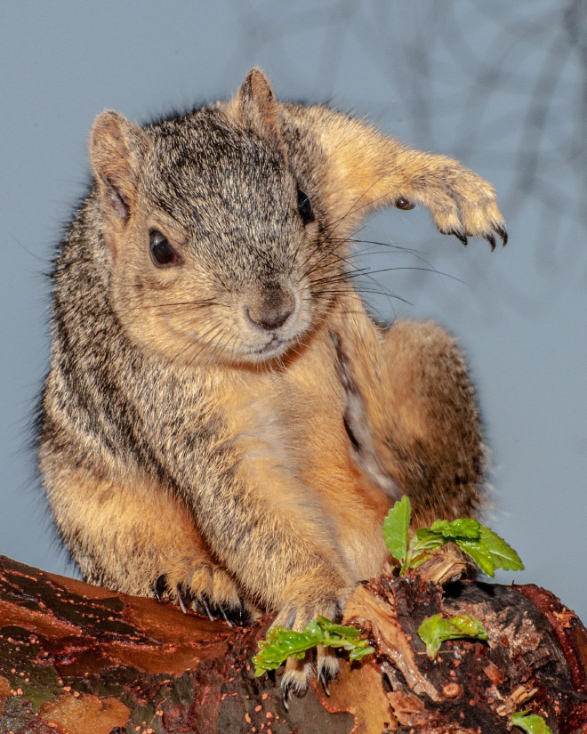 Superhero squirrel landing pose.