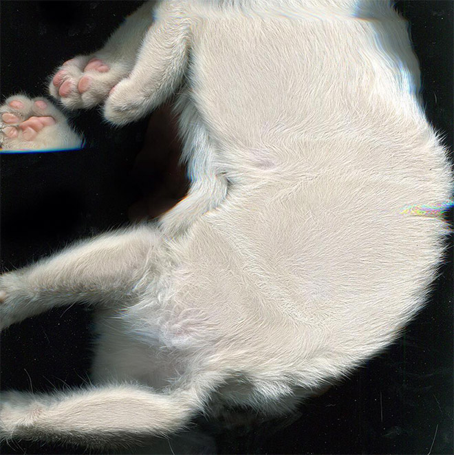 Catscan.