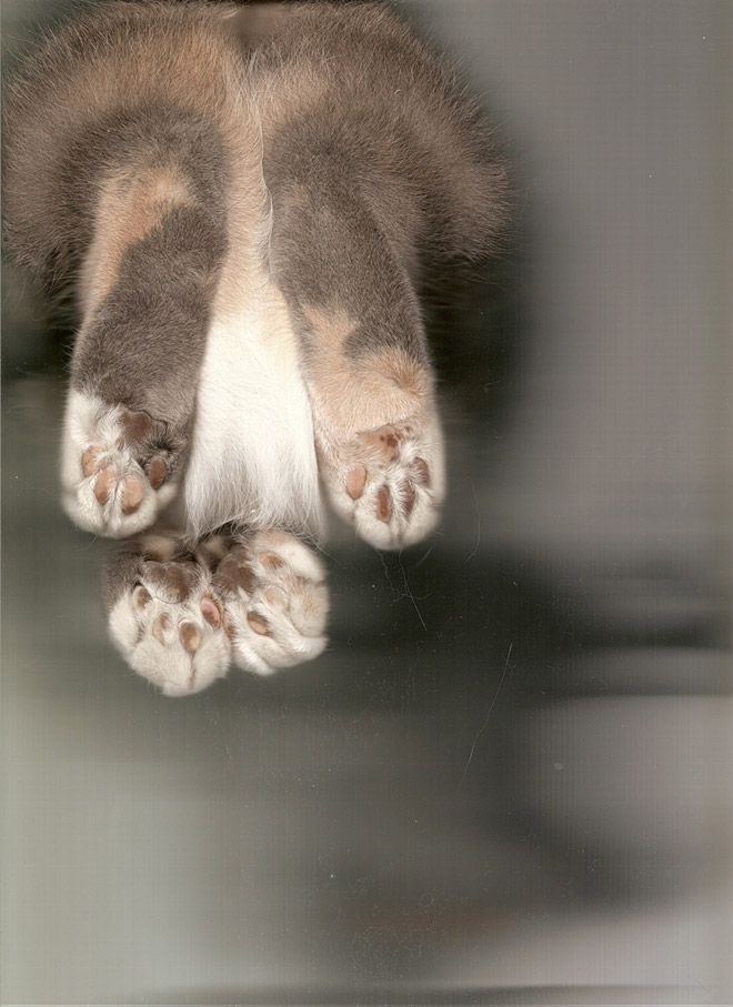 Catscan.