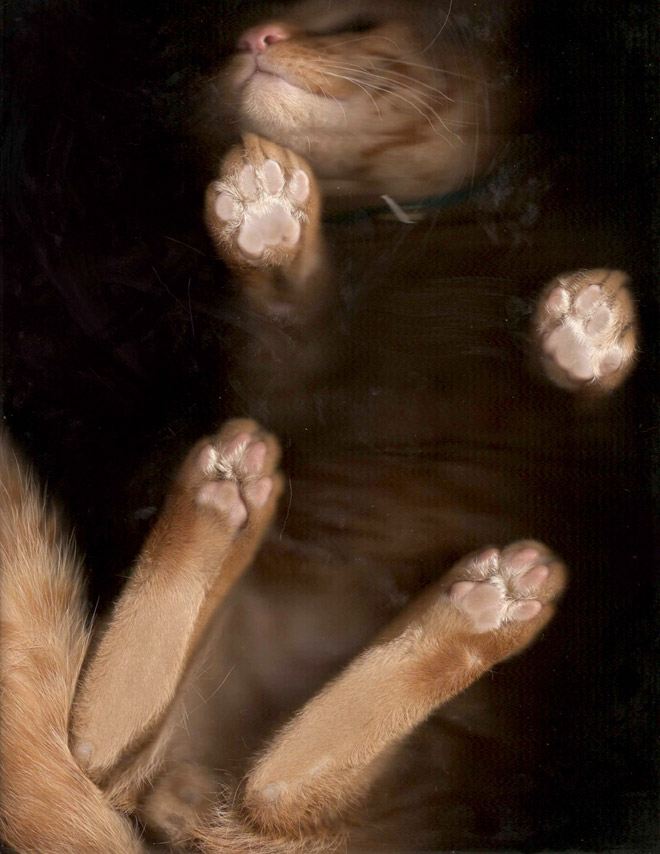 Catscan.