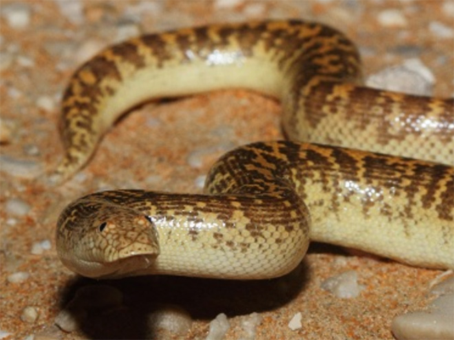 Arabian sand boa.