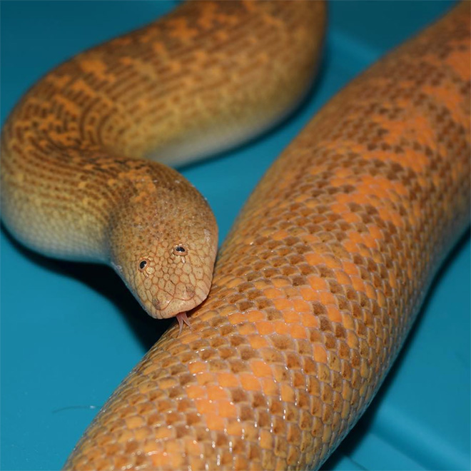 Arabian sand boa.