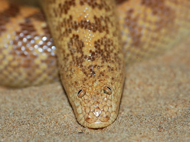 Arabian sand boa.