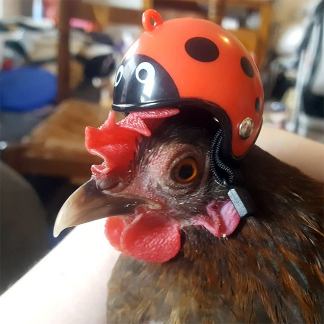 You Can Actually Buy a Helmet For Your Pet Chicken