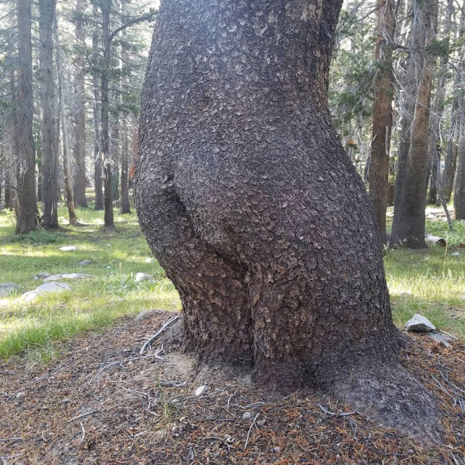 The World's Greatest Gallery of Tree Butts
