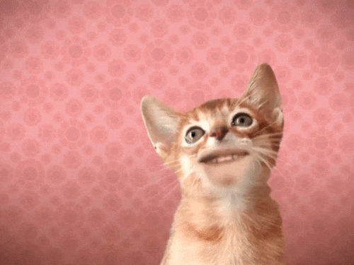cats with human mouths