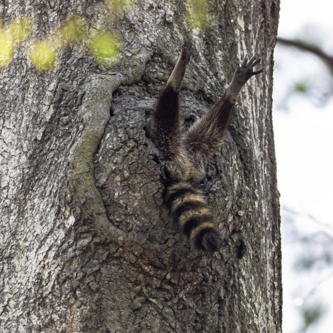 Wildlife photo fail.