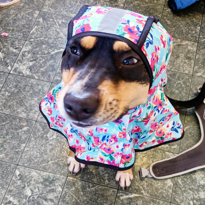 15 Dogs and Cats Wearing Adorable Raincoats - I Can Has Cheezburger?