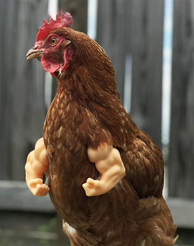Chicken bodybuilder.