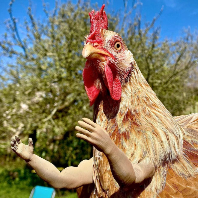3D Printed Human Arms For Chicken