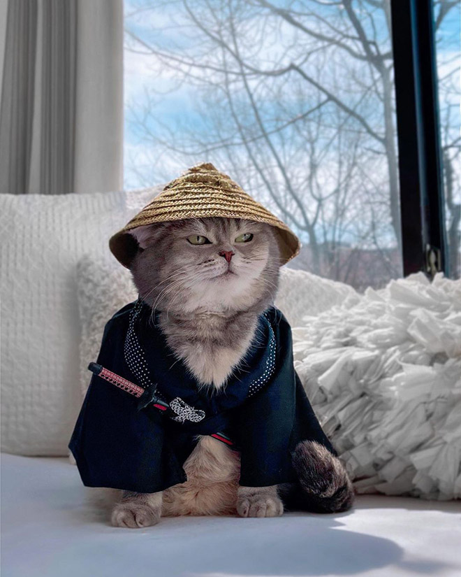 Abandoned Cat Finds a New Home, Becomes an Instagram Sensation ...