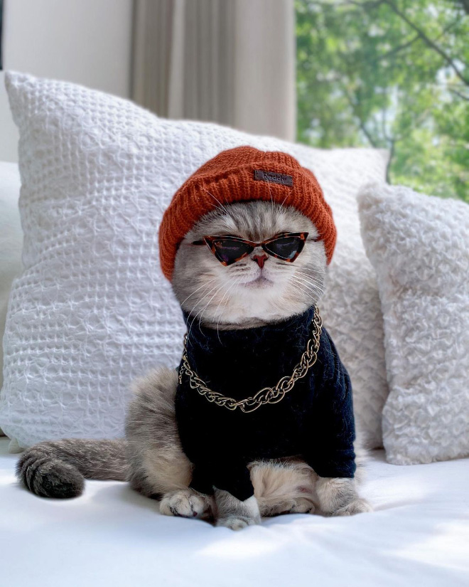 Abandoned Cat Finds A New Home And Becomes An Instagram Sensation