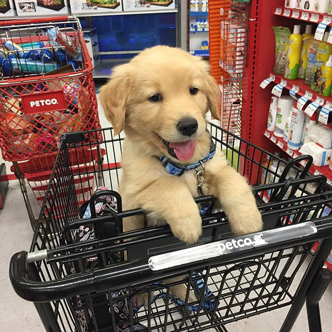 Shopping cart puppy.