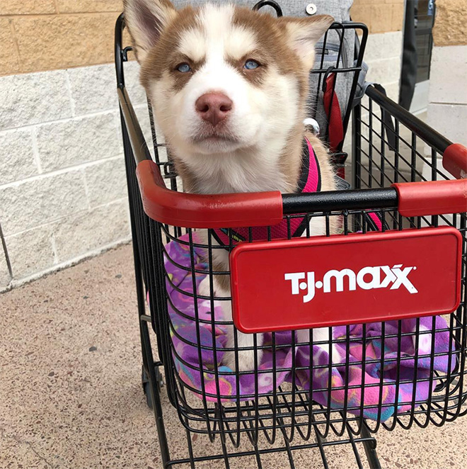 Shopping cart puppy.