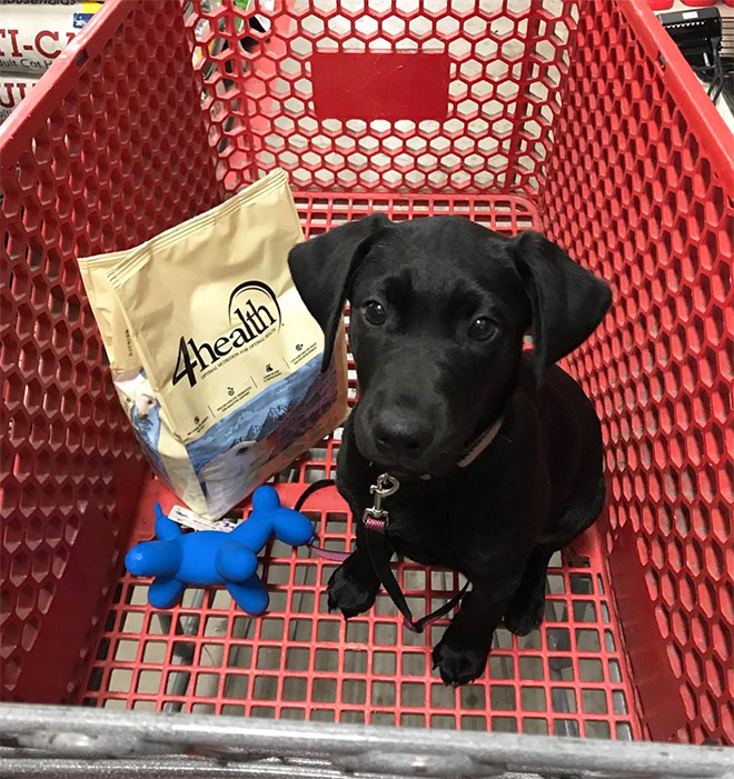 Shopping cart puppy.