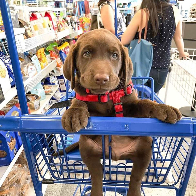 Shopping cart puppy.