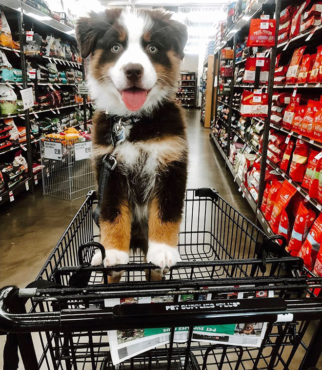 Shopping cart puppy.