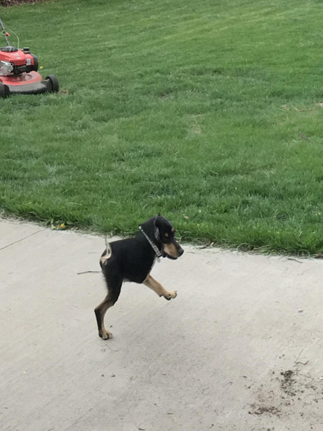 Dog panorama photo fail.