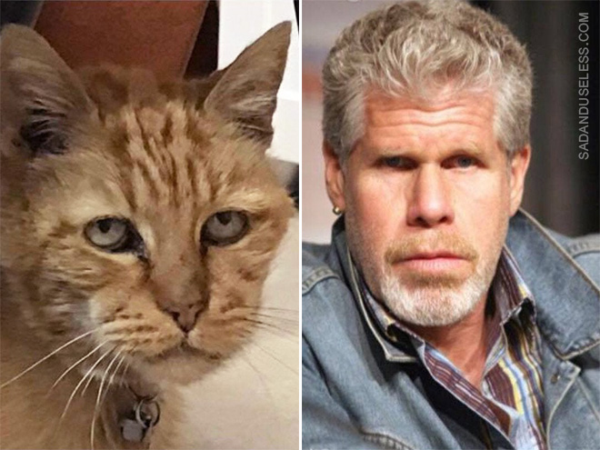 Ron Perlman cat double.