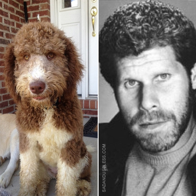 Ron Perlman dog.