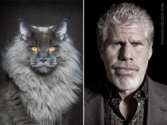 Ron Perlman cat.