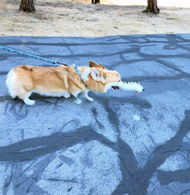 Funny dog panorama photo fail.