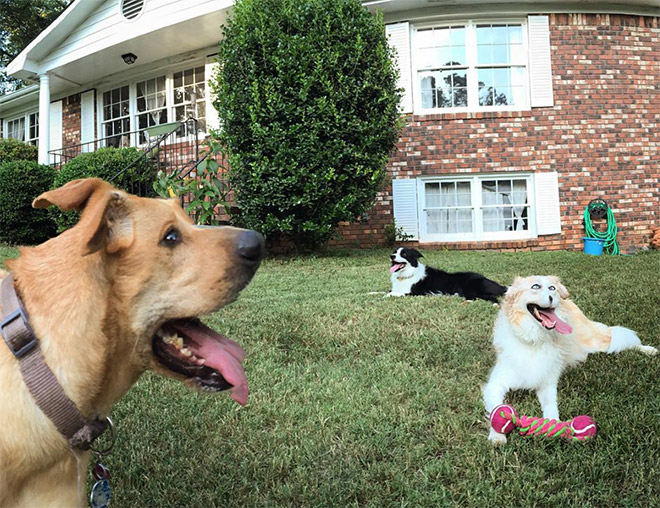 Funny dog panorama photo fail.