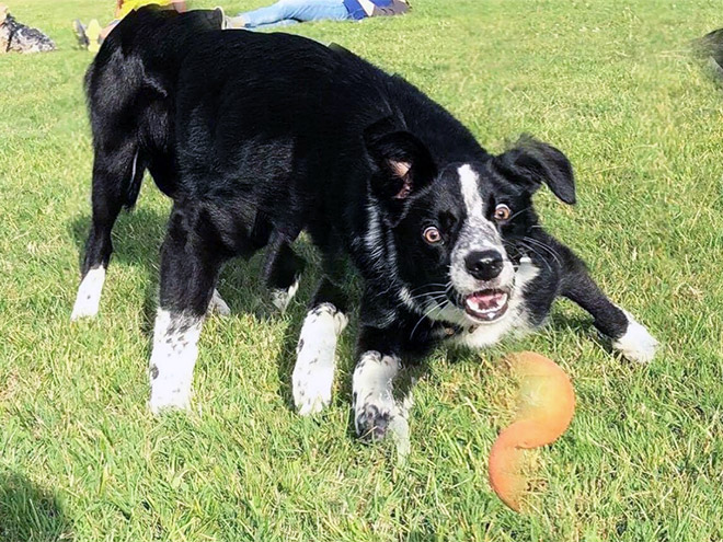 Funny dog panorama photo fail.