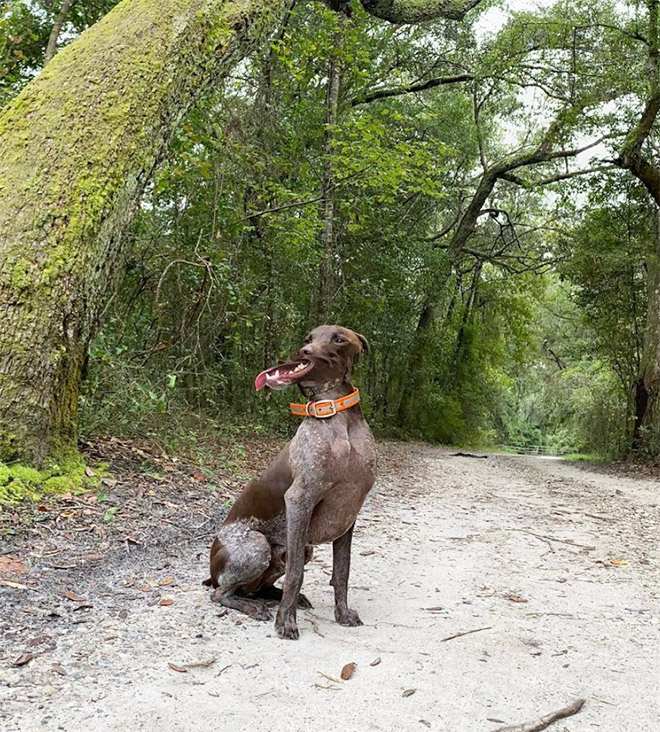 Funny dog panorama photo fail.