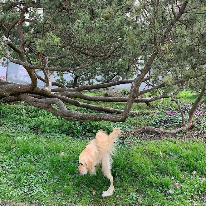 Funny dog panorama photo fail.