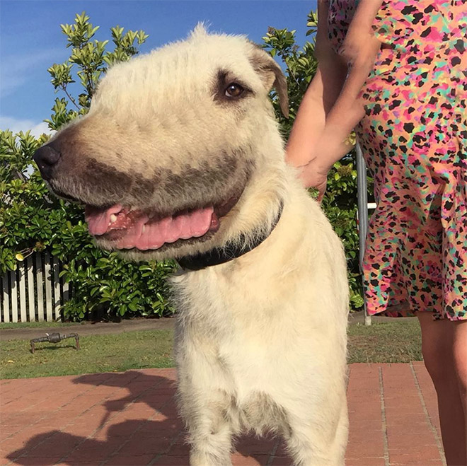 Funny dog panorama photo fail.