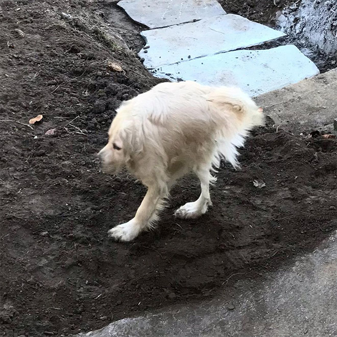 Funny dog panorama photo fail.