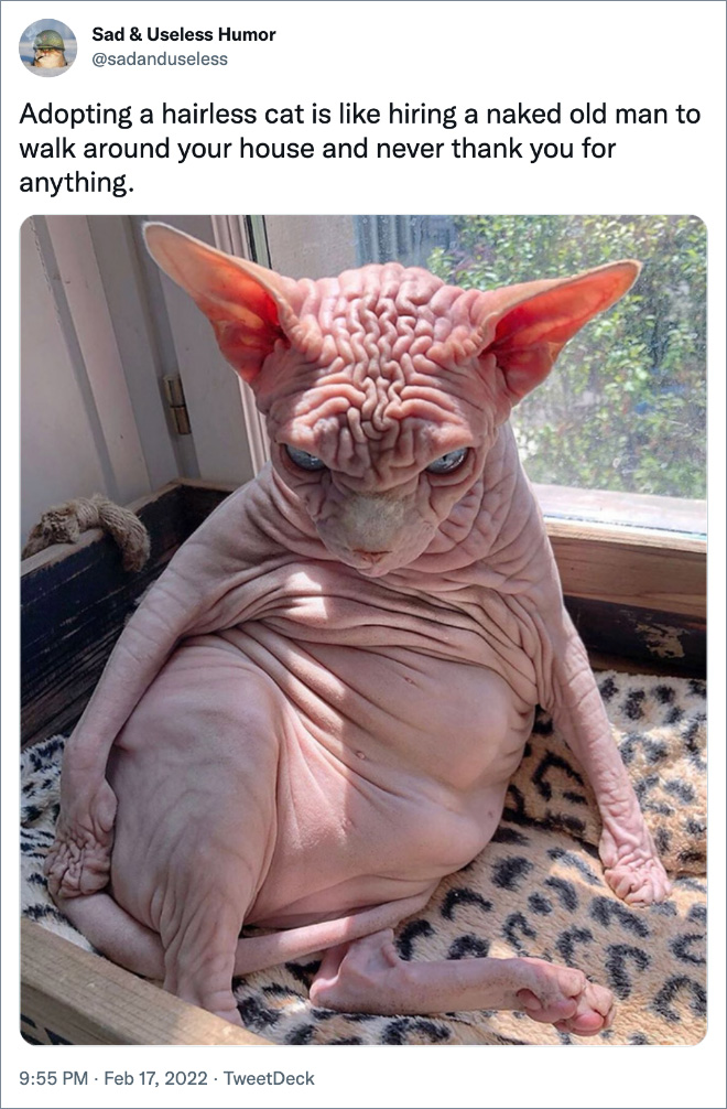 Adopting a hairless cat is like hiring a naked old man to walk around your house and never thank you for anything.