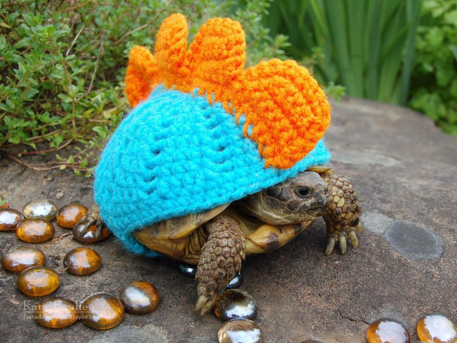 Tortoise fashion statement.