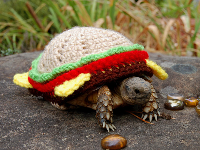 Tortoise fashion statement.