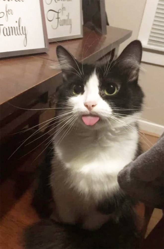 Blep cat.