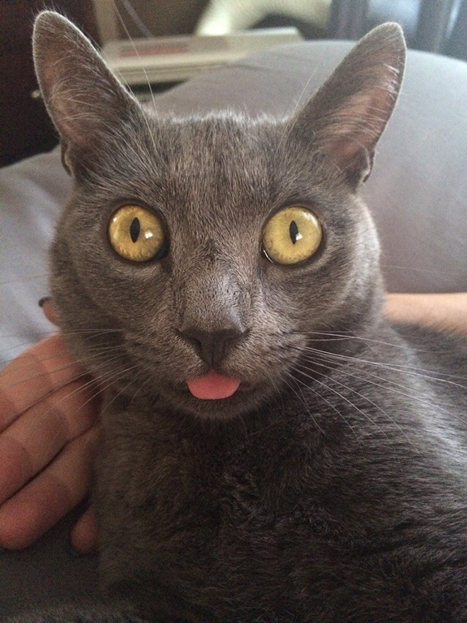 Blep cat.