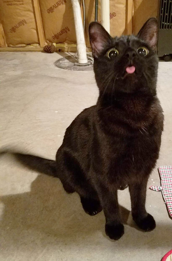 Blep cat.