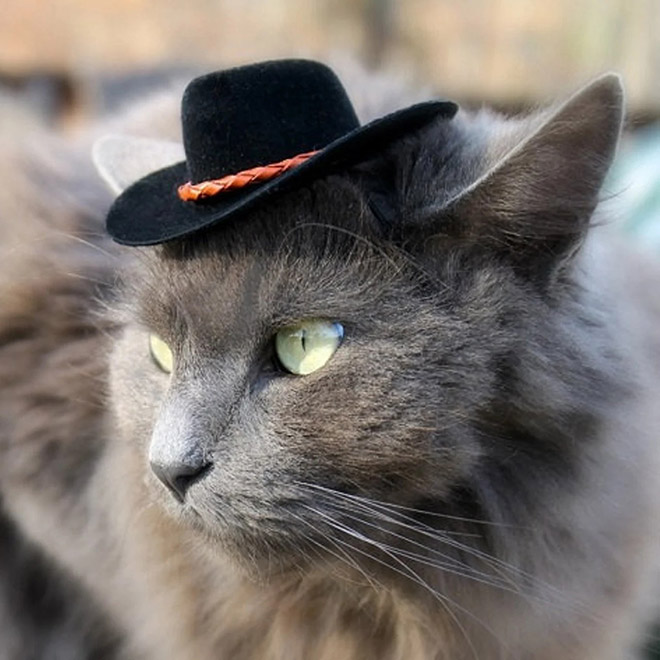 Cat hats are the best thing that has ever happened to fashion.