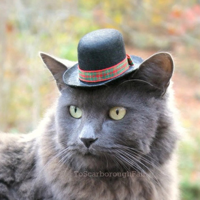 Cat hats are the best thing that has ever happened to fashion.