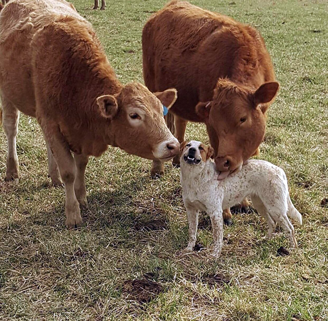 Funny cow lick.