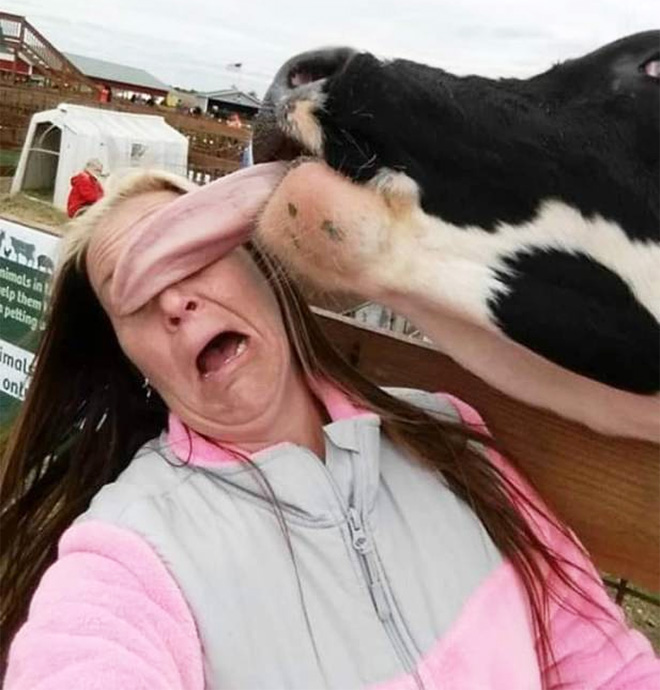 Funny cow lick.