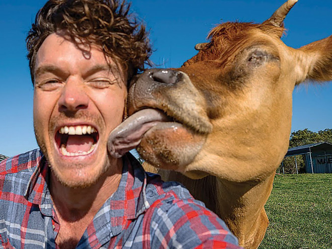 Funny cow lick.