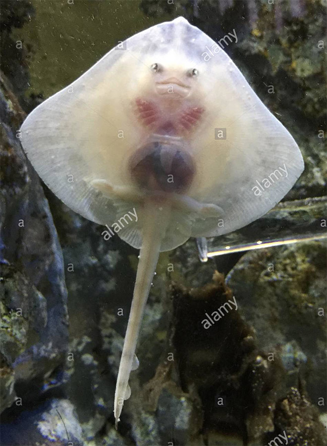 Baby stingray.