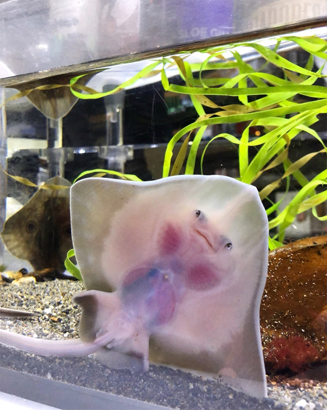 Baby stingray.