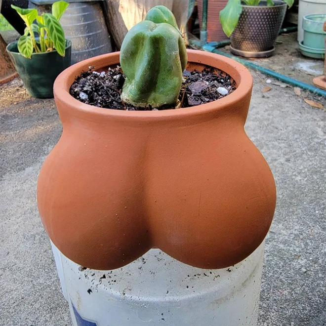 Balls shaped cactus planter.