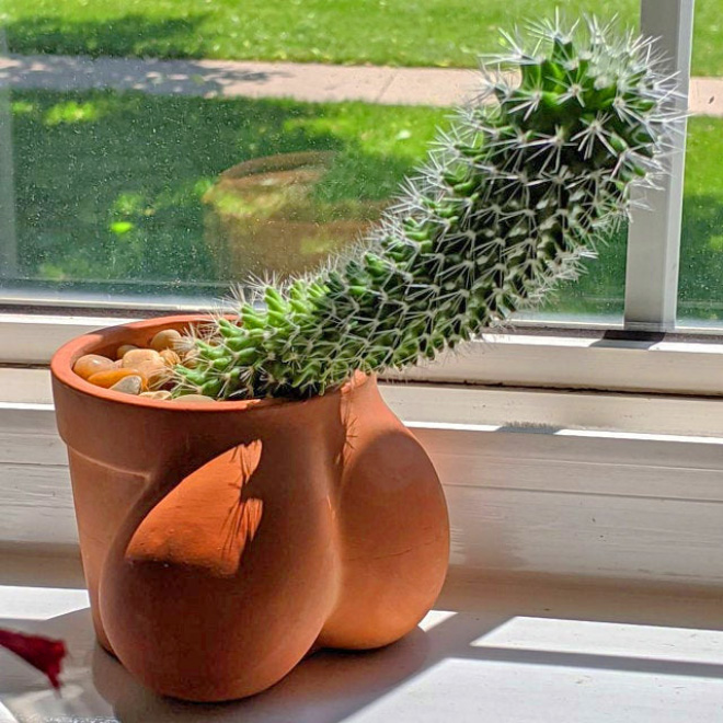 Balls shaped cactus planter.